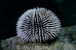 Echinoderms - Sphaerechinus granularis by Vito Lorusso 